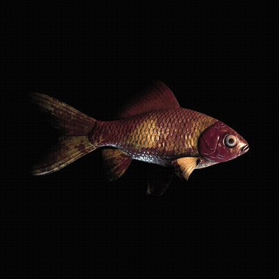 CryptoFish #1227