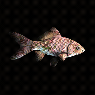 CryptoFish #2136