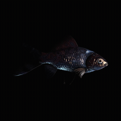 CryptoFish #3764
