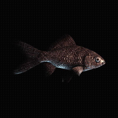 CryptoFish #4055