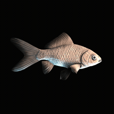 CryptoFish #4079