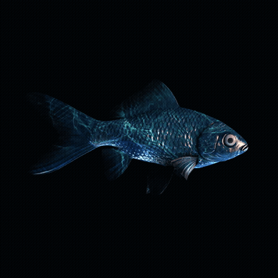 CryptoFish #808